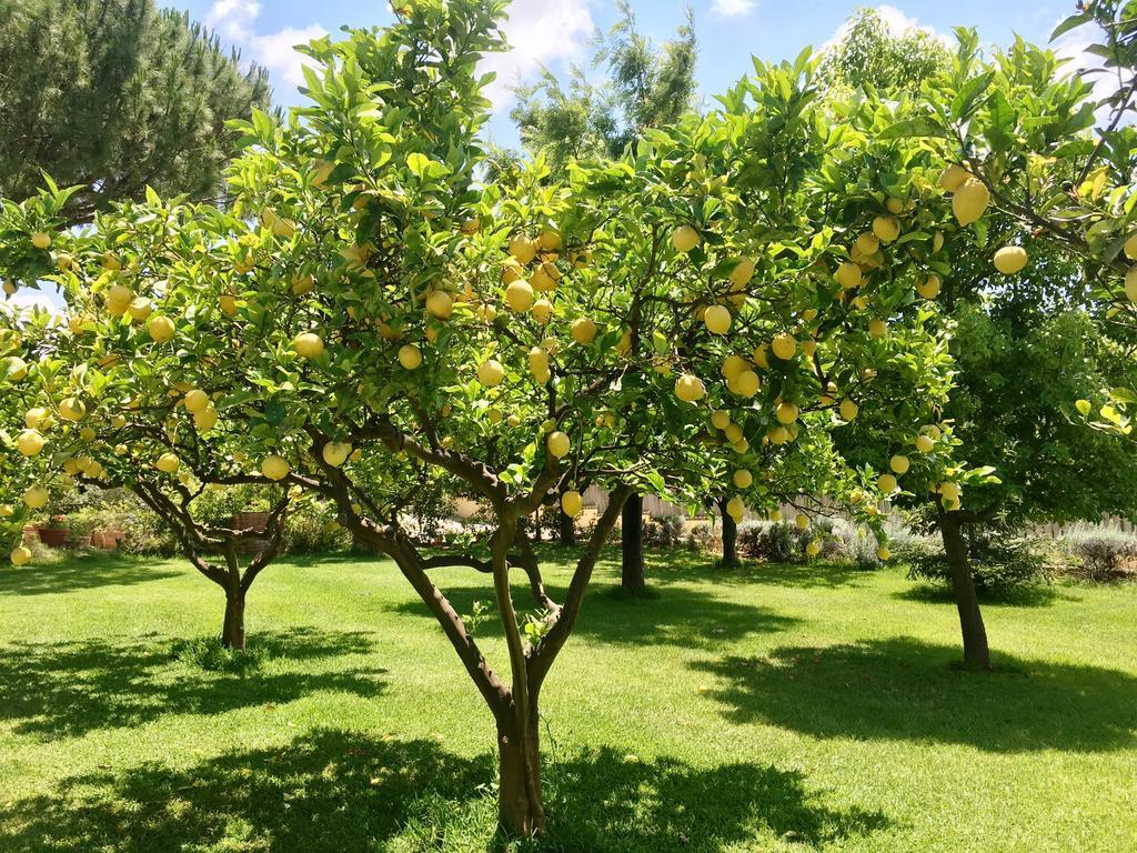 Villa Tina Санта Мария ди Кастелабате Екстериор снимка